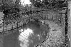 Eendenkooi Ter Kwak 2011