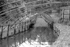 Eendenkooi Ter Kwak 2011