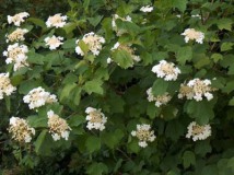 Eendenkooi 2005 Eendenkooi 2005