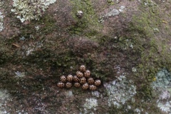 Wandeling vrijwilligers Heidijk 2013