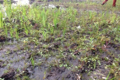 Wandeling vrijwilligers Heidijk 2013