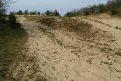 Wandeling Loonse en Drunense Duinen 2015