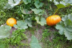 Samentuin De Zwollemoer