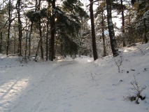 Duinen kerst 2010
