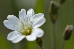 Wandeling Moerputten 2011