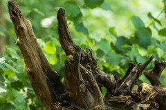 Nederhemert 2016 Nederhemert 2016