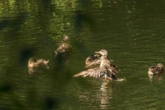 Nederhemert 2016 Nederhemert 2016