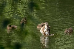 Nederhemert 2016 Nederhemert 2016