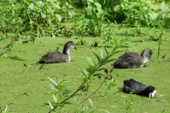 Nederhemert 2016 Nederhemert 2016