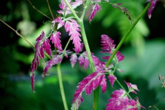 Nederhemert 2016 Nederhemert 2016