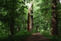 Nederhemert 2016 Nederhemert 2016