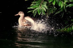Nederhemert 2016 Nederhemert 2016