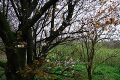 Wandelen Baardwijkse Overlaat 2014 Wandelen Baardwijkse Overlaat 2014