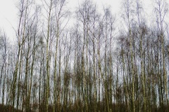 Wandelen Baardwijkse Overlaat 2014