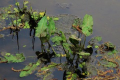 Wandelen Baardwijkse Overlaat 2014