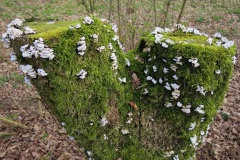 Wandelen Baardwijkse Overlaat 2014 Wandelen Baardwijkse Overlaat 2014