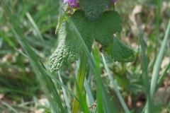 Wandelen Baardwijkse Overlaat 2014 Wandelen Baardwijkse Overlaat 2014