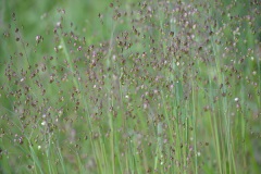 Bevertjes, een speciaal grasje Bevertjes, een speciaal grasje