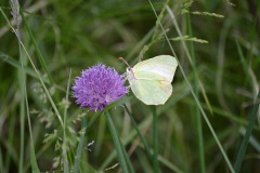 Citroenvlinder