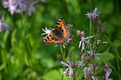 Kleine vos Kleine vos