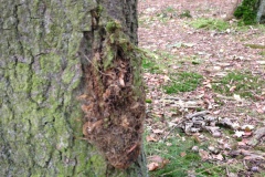Oud nest eikenprocessierupsen