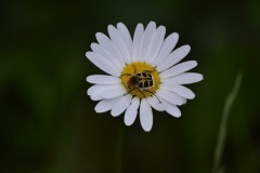 Penseelkever