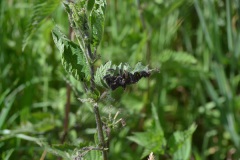 Rupsen van het landkaartje Rupsen van het landkaartje