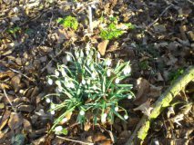 Nederhemert Zuid 2010