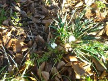 Nederhemert Zuid 2010