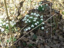 Nederhemert Zuid 2010