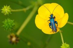 Water en wallen vesting Heusden