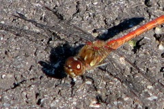 Bruinrode heidelibel