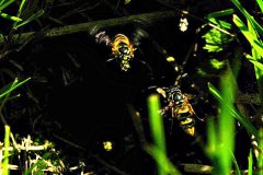 Bijenwolven (graafwespen)