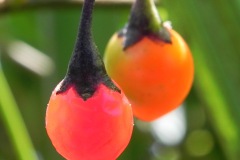 De giftige, hangende, glanzende bessen van  Bitterzoet