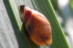 Vermoedelijk een jonge barnsteenslak