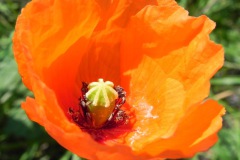 Bleke of kleine klaproos