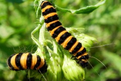 Zebrarups, rups van de sint-jacobsvlinder