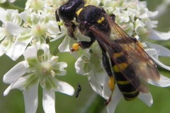 Bij de grote graafwesp is de mier maar nietig