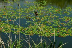 Kleurenspel van watergentiaan op de wiel