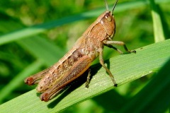 Rosse sprinkhaan