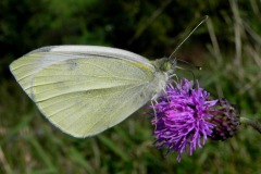 Klein koolwitje of knollenwitje op knoopkruid
