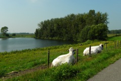 Wiel langs de Zeedijk bij Elshout