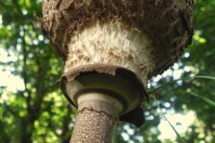 Gezien bij het betonpaaltje op 't oude paadje dat vanaf de Zeedijk naar de Koppelwiel loopt