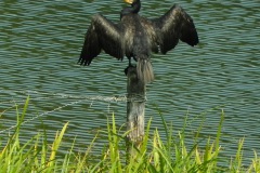 Aalscholver op een paal in de Koppelwiel