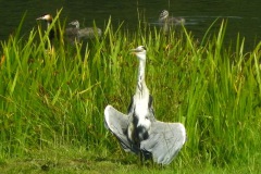 Blauwe Reiger wappert zijn vleugels droog met op de achtergrond Fuut met jongen in de Koppelwiel