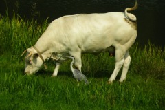 Blauwe Reiger (Ardea cinerea) gaat echt niet opzij voor een koe in een wei naast de Koppelwiel