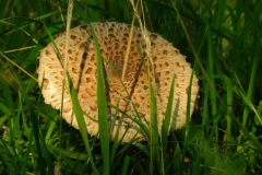 Grote parasolzwam langs de Zeedijk in Elshout