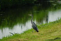 Blauwe reiger, gezien vanaf het fietspad