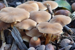 Weet u hoe deze heet? We horen het graag!