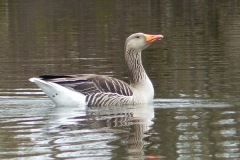 Grauwe gans
